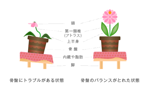 骨盤のバランス比較